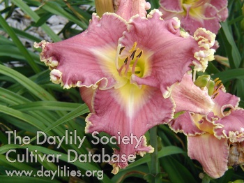 Daylily Wrestling with Angels